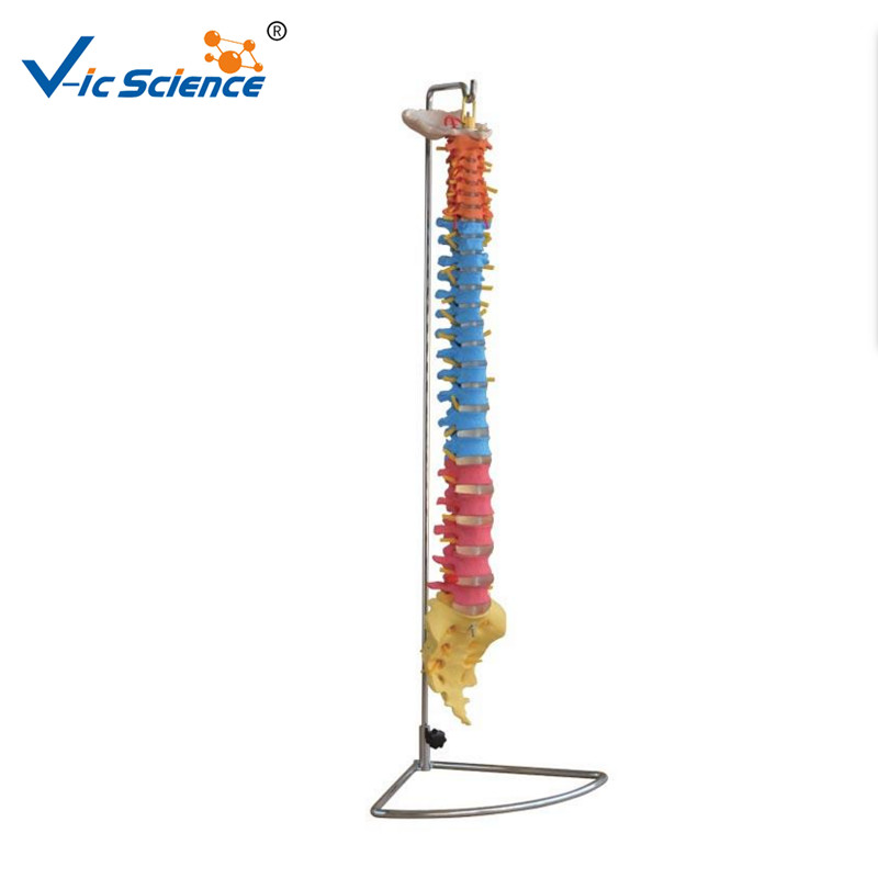 Buy cheap Didactic Vertebral Column PVC Anatomical Skeleton Model product