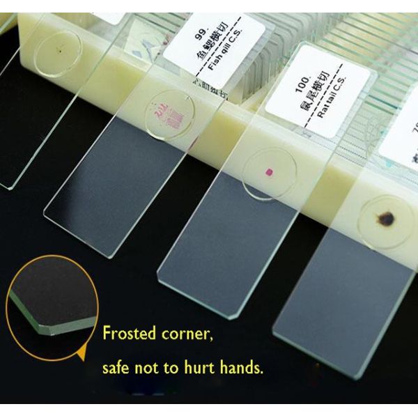 Medical Research Used Microbiology Amoeba Prepared Glass Microscope Slides For Teaching