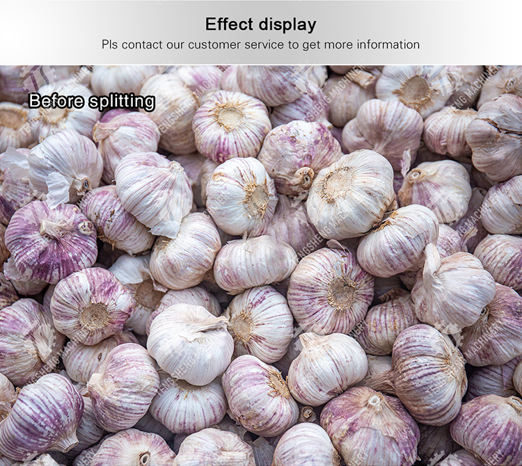 Garlic splitting machine minced garlic processing production Line