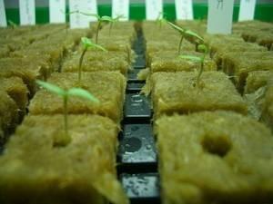 Buy cheap Hydroponic Rockwool Grow Cubes product