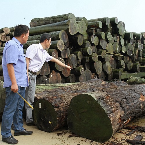 Natural Ash Wood Veneer Flat Cut Crown Grain For Cabinet Face