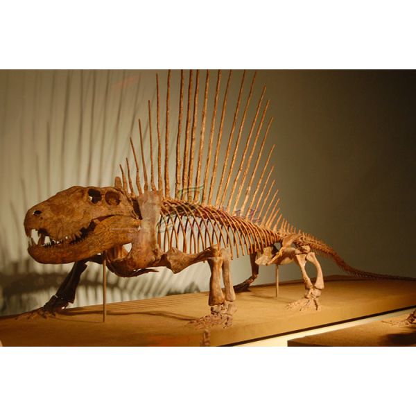 Huge Complete Dinosaur Fossil Model For Shopping Mall / Open Air Museum