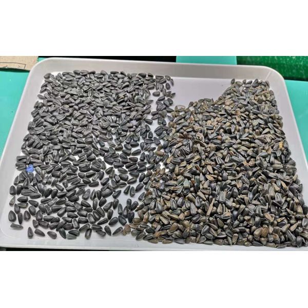 448 Channels CCD Sensor Full LED Coffee Beans Color Sorter Automatic Checking