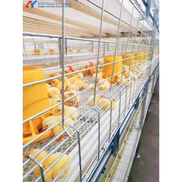 Fully Automated Broiler Chicken Cage System For Philippines Poultry Farming