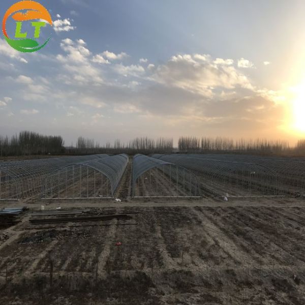 Single Layer Chinese Greenhouse Frame for Compression Resistant and Customizable Design